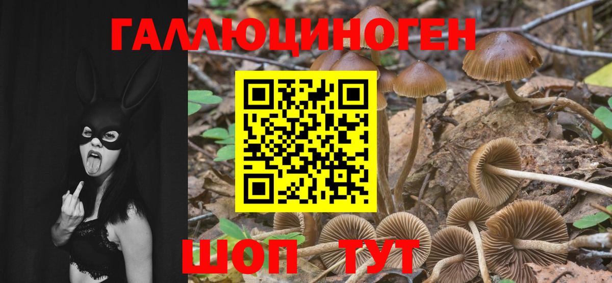 Апатиты  Псилоцибиновые грибы MAGIC MUSHROOMS  Вход с VPN 
